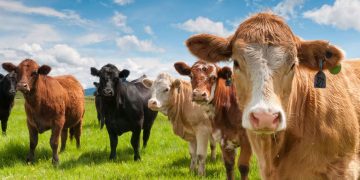 Alertă sanitară la granița României. ANSVSA, avertisment pentru crescătorii de vaci, porci și capre