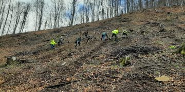 Acțiuni de împădurire în Districtul I Băița