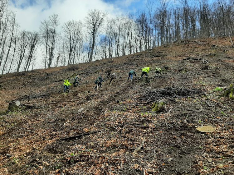 Acțiuni de împădurire în Districtul I Băița