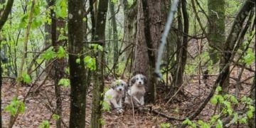 Abandonați în pădure, speriați și uzi până la piele…