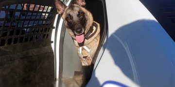 Aniversatul zilei la IPJ Maramureș. Câinele polițist Dovah împlinește 2 ani!