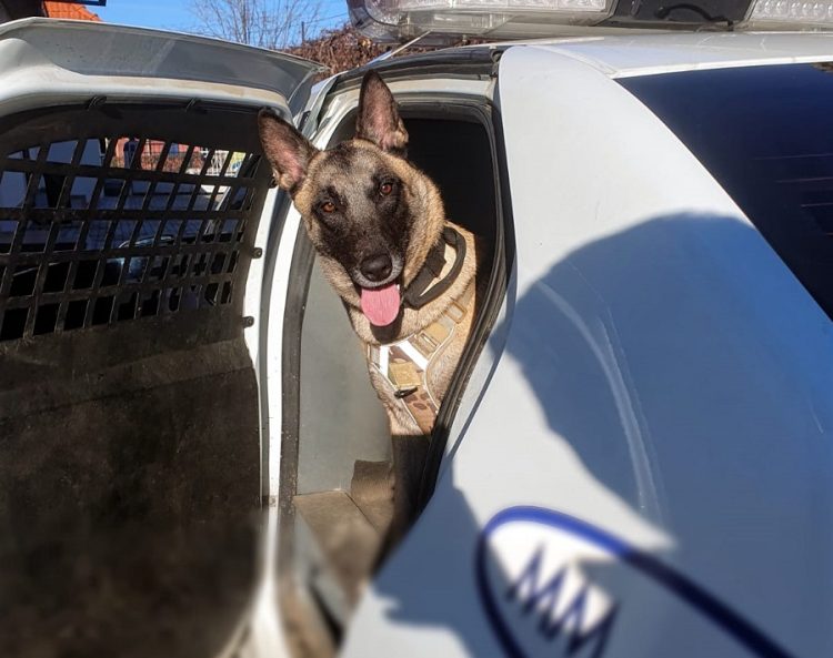 Aniversatul zilei la IPJ Maramureș. Câinele polițist Dovah împlinește 2 ani!