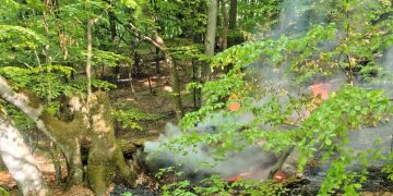 Incendiu de litieră de pădure în Lăpuș, zona Ruoaia. Au fost identificate patru focare