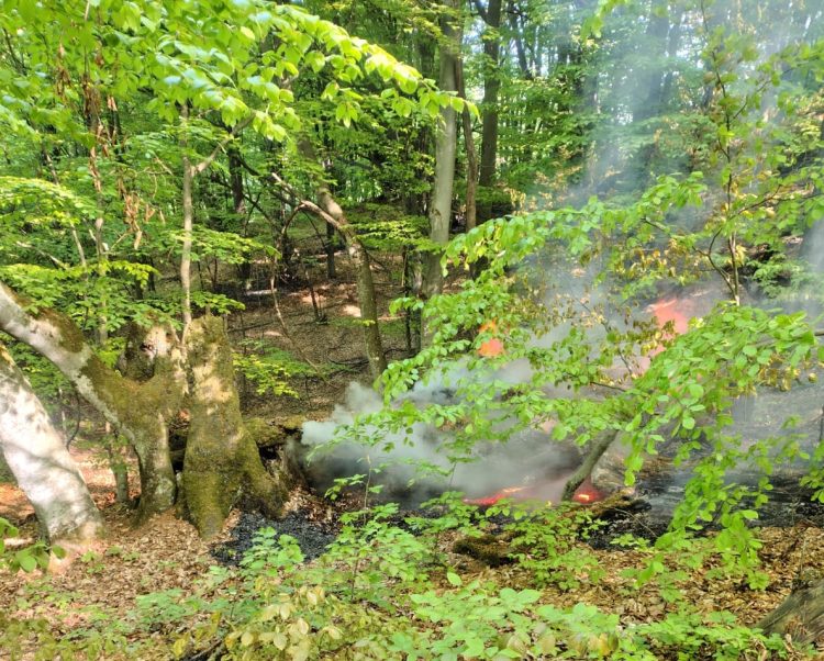 Incendiu de litieră de pădure în Lăpuș, zona Ruoaia. Au fost identificate patru focare