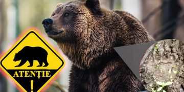 Urs semnalat în zona Tocila din comuna Băiuț. Autoritățile cer prudență maximă