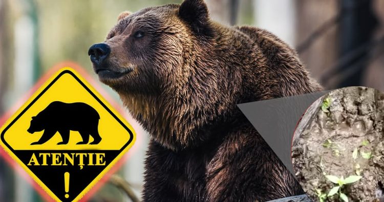 Urs semnalat în zona Tocila din comuna Băiuț. Autoritățile cer prudență maximă