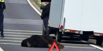 Urs lovit de două mașini în zona Hula Bradului din județul Sibiu
