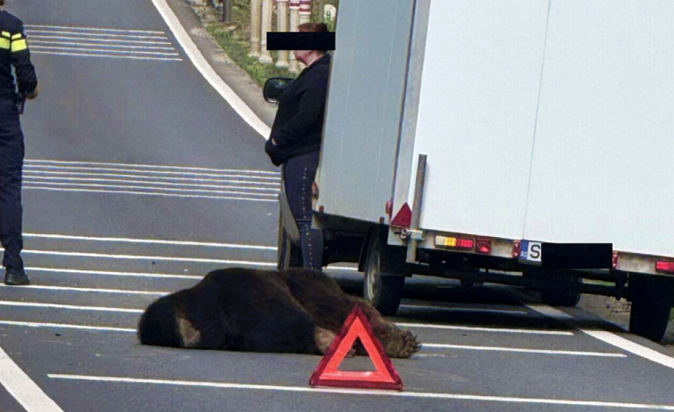 Urs lovit de două mașini în zona Hula Bradului din județul Sibiu