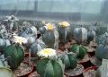 Casa Teleki din Baia Mare găzduiește o expoziție de cactuși și plante ornamentale