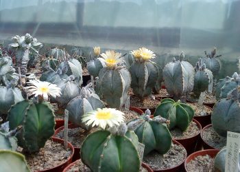 Casa Teleki din Baia Mare găzduiește o expoziție de cactuși și plante ornamentale