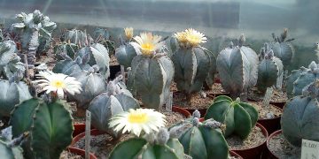 Casa Teleki din Baia Mare găzduiește o expoziție de cactuși și plante ornamentale