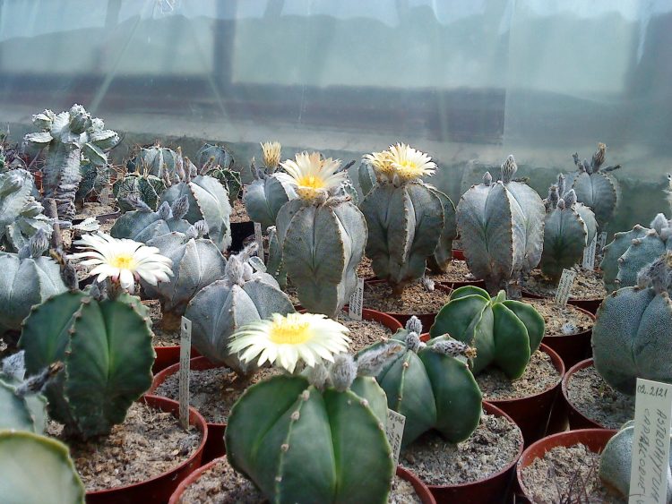 Casa Teleki din Baia Mare găzduiește o expoziție de cactuși și plante ornamentale