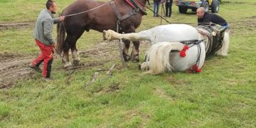 Cal mort după un concurs de tras bușteni în Bistrița-Năsăud.