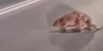 Prezență inedită a castorilor în albia râului Săsar!