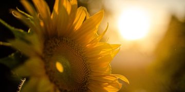 Solstiţiul de vară. Vara astronomică începe sâmbătă, 21 iunie, la ora 05.42