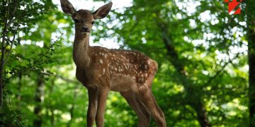 Caravana TIFF revine la Târgu Lăpuș cu proiecții sub cerul liber, pe 18 și 19 iulie