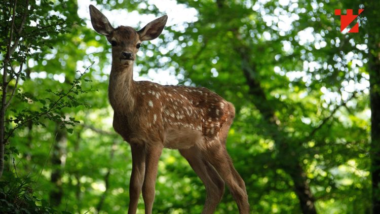 Caravana TIFF revine la Târgu Lăpuș cu proiecții sub cerul liber, pe 18 și 19 iulie
