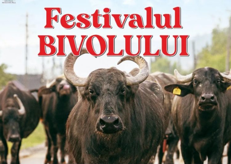 „Pă Obrejă” – Inima tradiției bate din nou la Suciu de Jos, în Festivalul Bivolului