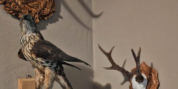 Percheziții domiciliare în Borșa, la persoane bănuite de nerespectarea regimului armelor si munițiilor și braconaj