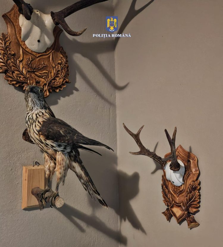 Percheziții domiciliare în Borșa, la persoane bănuite de nerespectarea regimului armelor si munițiilor și braconaj