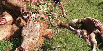 Vițel ucis de urs în Boiereni, Târgu Lăpuș – Imagini șocante surprind urmările atacului