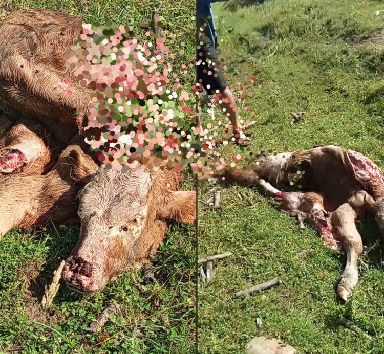 Vițel ucis de urs în Boiereni, Târgu Lăpuș – Imagini șocante surprind urmările atacului