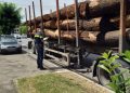 Acţiune a poliţiştilor Biroului Judeţean de Poliţie Transporturi împreună cu reprezentanţi ai Gărzii Forestiere Cluj