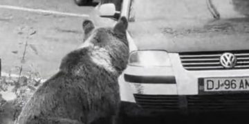 Gest revoltător pe Transfăgărășan: Un șofer încearcă să lovească un urs cu mașina. Autorul a fost identificat de polițiști