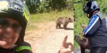 Puii ursoaicei împușcate pe Transfăgărășan au fost abandonați pe marginea drumului.