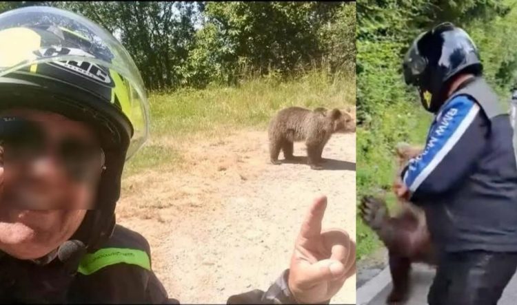 Puii ursoaicei împușcate pe Transfăgărășan au fost abandonați pe marginea drumului.