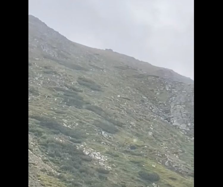 Ninge pe Pietrosul Rodnei, în plină vară