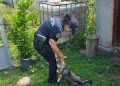Trei zile de acțiune a polițiștilor la Sighet, zona Copalnic și Groși, pentru verificarea modului de deținere a exemplarelor canine