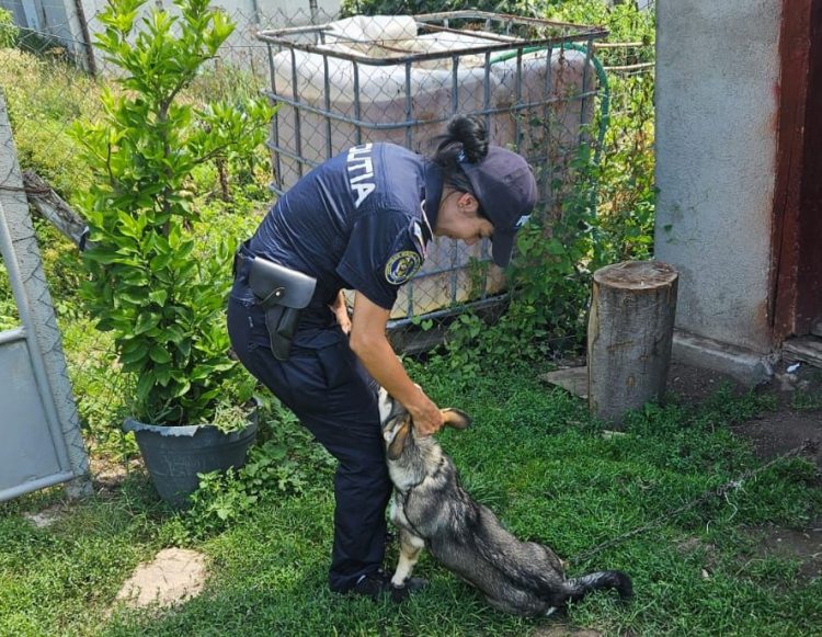 Trei zile de acțiune a polițiștilor la Sighet, zona Copalnic și Groși, pentru verificarea modului de deținere a exemplarelor canine