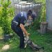 Trei zile de acțiune a polițiștilor la Sighet, zona Copalnic și Groși, pentru verificarea modului de deținere a exemplarelor canine
