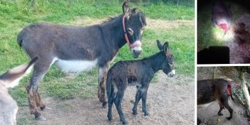 Ursul a atacat o fermă din Ileanda: un măgăruș sfâșiat, iar puiul lui dispărut fără urmă. IMAGINI CU PUTERNIC IMPACT EMOTIONAL