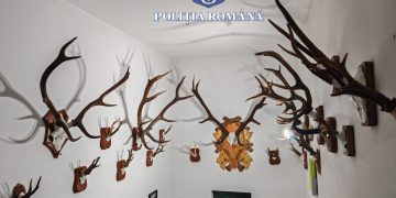 Arme, cartușe, carne de vânat, trofee de vânat și telefoane  au găsit polițiștii în urma perchezițiilor la Borșa. Trei persoane au fost reținute
