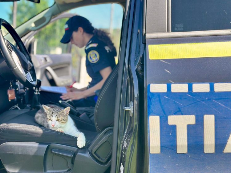 Au intervenit să salveze un câine și au câștigat prietenia unei pisici, la Tăuții Măgherăuș