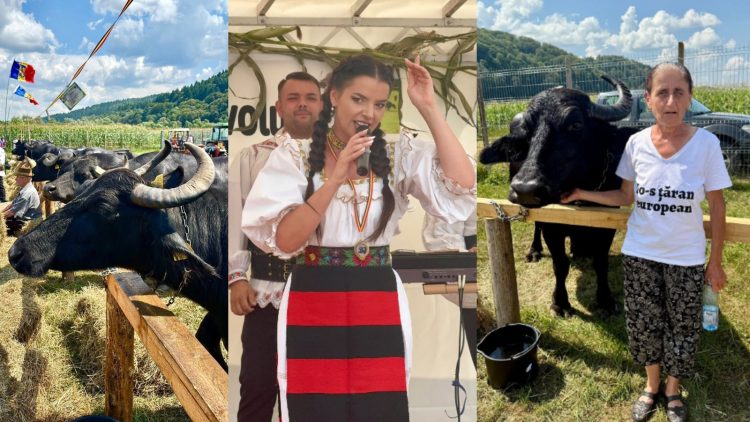 Festivalul Bivolului din Țara Lăpușului – O Sărbătoare Autentică în Suciu de Jos. FOTO