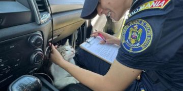 „Pisica-șefă de patrulă” în Maramureș: a „preluat” autospeciala Poliției chiar de Ziua Internațională a Pisicii
