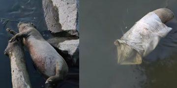 Două cadavre de porci, descoperite pe malul Someșului, la Mogoșești