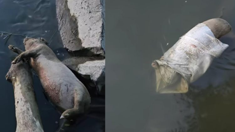 Două cadavre de porci, descoperite pe malul Someșului, la Mogoșești