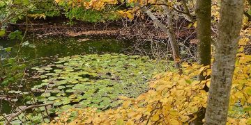 26 octombrie, ziua când sufletul înflorește din nou