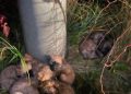 Șapte pui de căței abandonați între Colțau și Arieșul de Pădure – au nevoie urgentă de ajutor