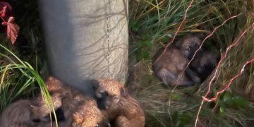 Șapte pui de căței abandonați între Colțau și Arieșul de Pădure – au nevoie urgentă de ajutor