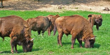 Zimbrii care nu vor mai veni la Băiuț – sau cum lipsa de fonduri înghite o șansă pentru Maramureș