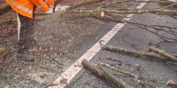 Lucrări de îndepărtare a arborilor aflați în pericol de prăbușire, pe DN18, în Pasul Gutâi