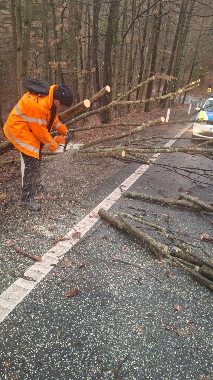 Lucrări de îndepărtare a arborilor aflați în pericol de prăbușire, pe DN18, în Pasul Gutâi