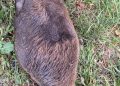 Un castor lovit mortal de mașină, descoperit între Ciuperceni și Botiz