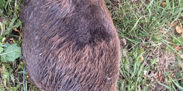 Un castor lovit mortal de mașină, descoperit între Ciuperceni și Botiz