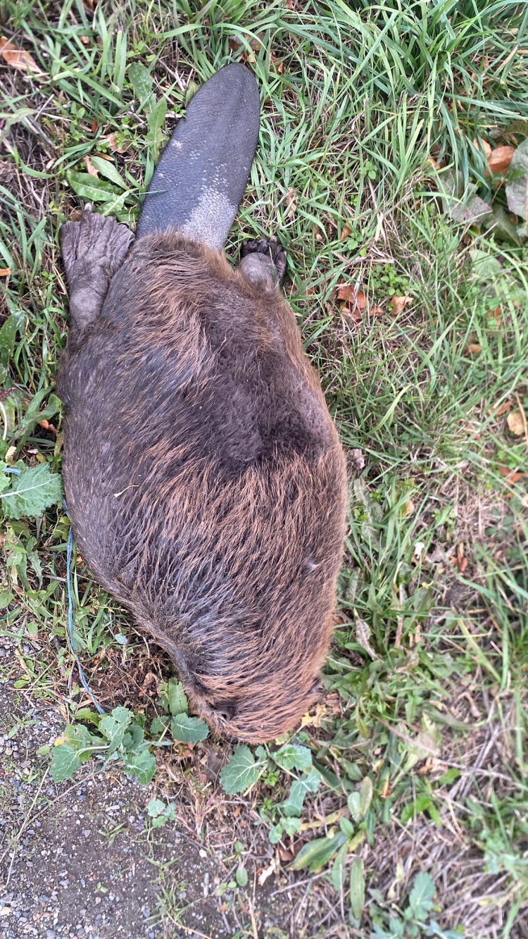 Un castor lovit mortal de mașină, descoperit între Ciuperceni și Botiz